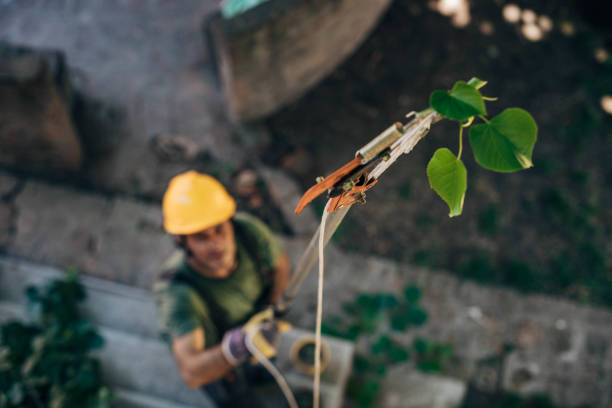 How Our Tree Care Process Works  in  Piney Point Village, TX